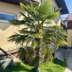 Palma konopná (Trachycarpus fortunei) - výška kmeňa 110-130 cm, celková výška 250-270 cm, kont. C70L (-17°C)
